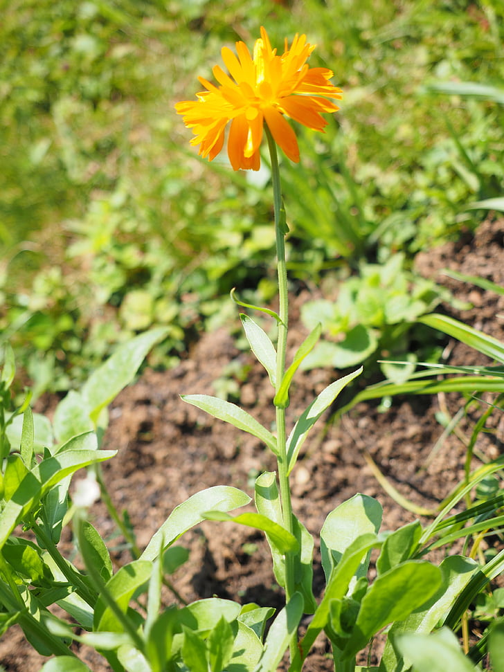 Marigold, fleur, Blossom, Bloom, orange, Calendula officinalis, jardinage