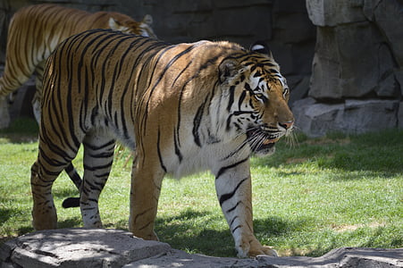 Harimau, berhenti, kebun binatang
