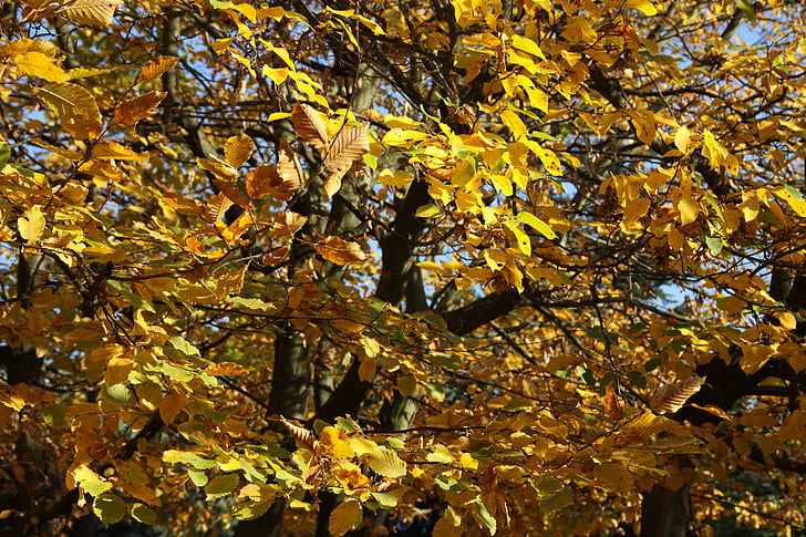 kritums, atstāj, krāsas, daba, rudens lapas, kļavu lapas, koks