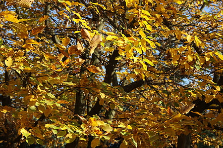 caduta, foglie, colori, natura, foglie di autunno, foglie di acero, albero