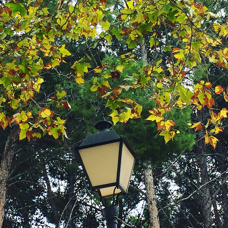 arbre, vert, brun, automne, lumière, lampe, Parc