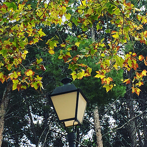 koks, zaļa, brūns, rudens, gaisma, lukturis, parks