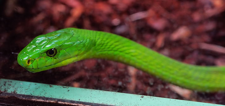snake, green mamba, toxic, dangerous, mamba, scale, green