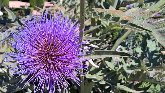 flower, thistle, spines, purple, nature, dune thistle, spring