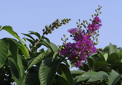 Lagerstroemia speciosa, crape-Mirto gigante, crape-Mirto de la reina, jarul, flor, India