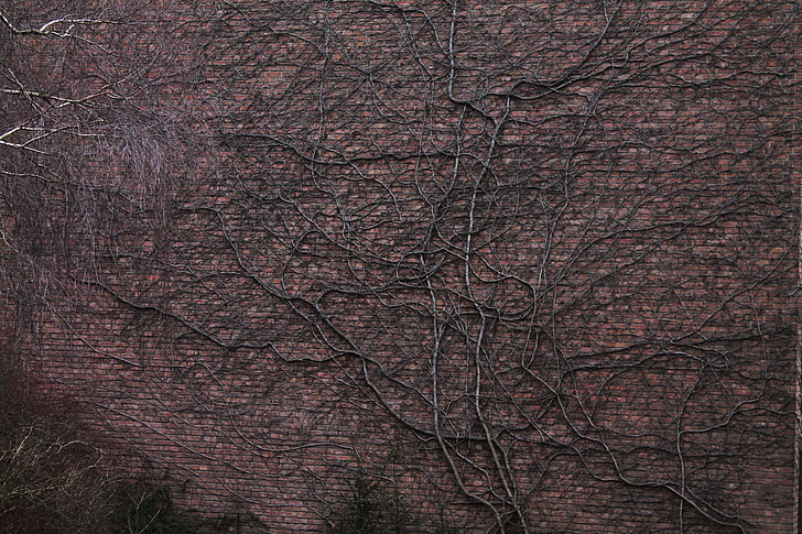 dinding, akar-akar pohon, entwine, fasad, latar belakang
