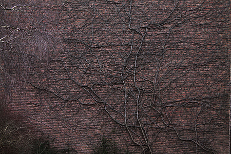 väggen, trädrötter, Entwine, fasad, bakgrund