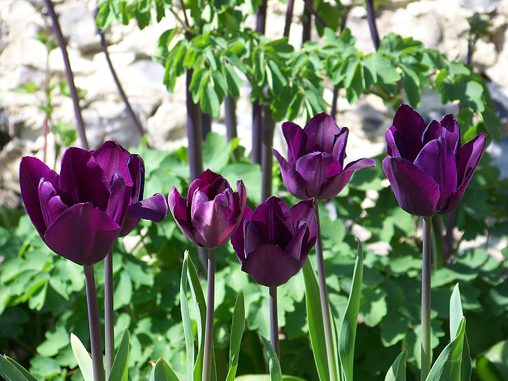 tulipány, fialová, Záhrada, jar, Príroda, kvet, kvet
