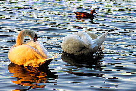 Swan, svanar, kvällssolen, fjäderdräkt, fågel, djur, vatten