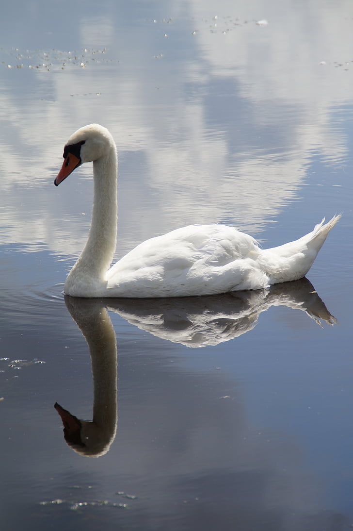 swan, mute swan, water bird, swim, mirroring, mirrored, water