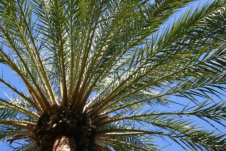 Palm bladeren, tropische, zomer, reizen, vakantie, zonnige, hemel
