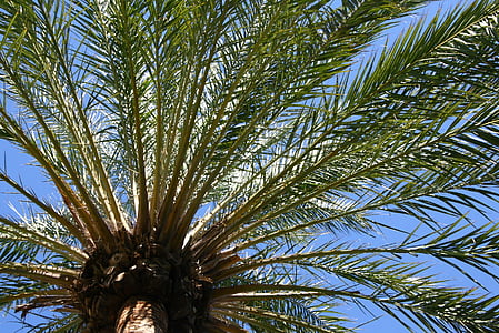 palmių lapai, atogrąžų, vasaros, kelionės, atostogų, saulėta, dangus
