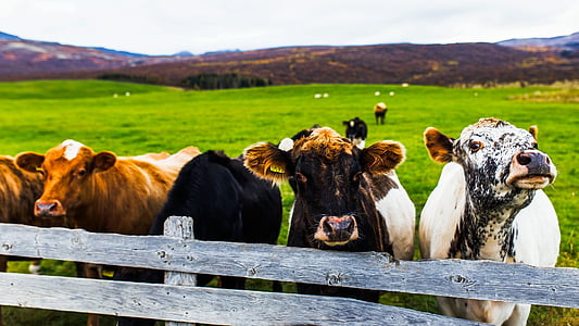 Исландия, едър рогат добитък, крави, ограда, ливада, поле, панорама