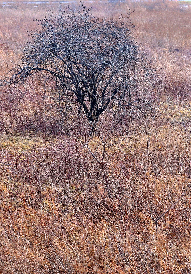 arbre, l'hivern, desolat, natura, paisatge, paisatge