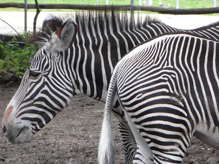 framdelen, gumpen, fram och bak, randig, svart och vitt, Zebra, zebror