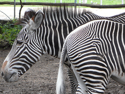 devant, croupe, avant et arrière, rayé, noir et blanc, Zebra, zèbres