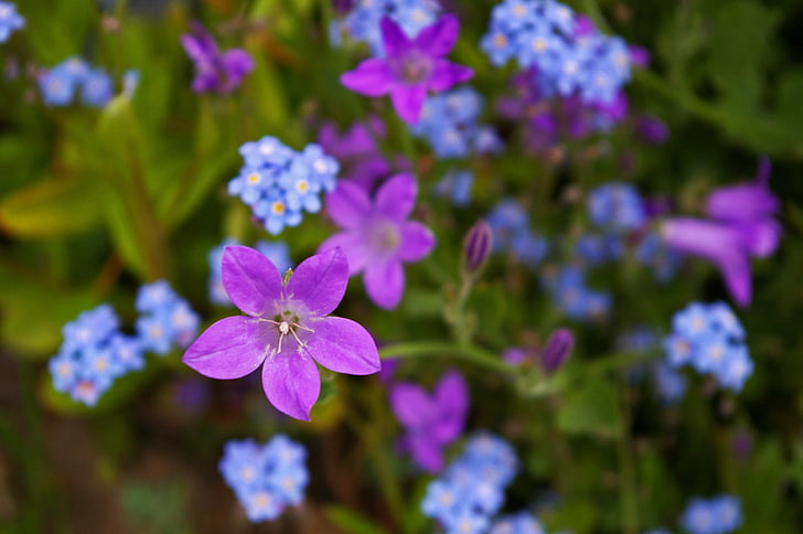 violeta, Bellflower, porpra, blau, flor, flor, flor