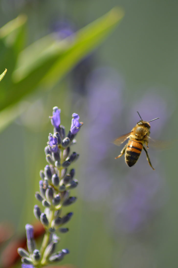Bee, blomma, insekter, flyg, BOURDON