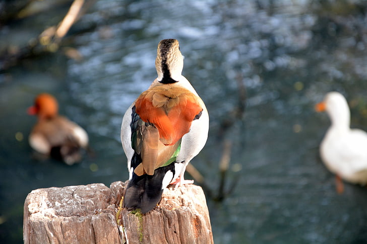 pato, parte de atrás, colorido, pájaro emplumado, pájaro, animal, naturaleza