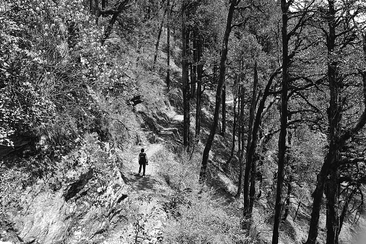 hiking, trail, forest, trees, nature, black and white