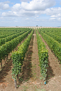 üzüm bağları, Fransa, Fransızca, kırsal, şarap, Tarım, manzara