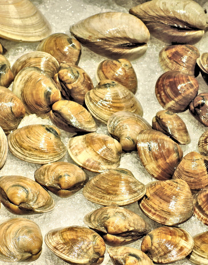 fresh atlantic clams, ice, shells, food, fish
