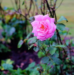 lill, õis, Bloom, roosa, suvel, sadas läbi, taim