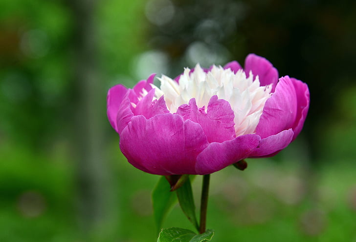 peony, peach red, flowers and plants, plant, white, xie, bloom