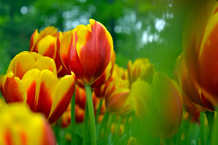 Tulip, zee van bloemen, plant