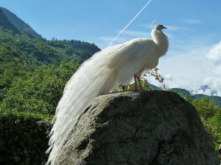 paó blanc, paó, ocell, blanc, animal, plomatge, orgull