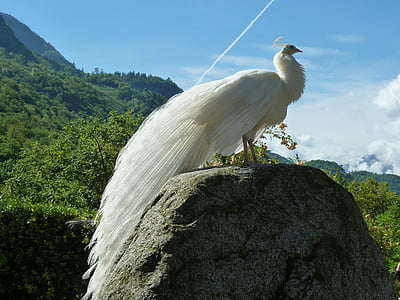 white peacock, peacock, bird, white, animal, plumage, pride