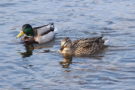 ducks, birds, water bird, close