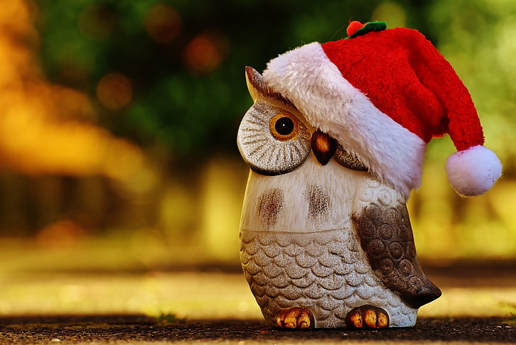 Natal, Coruja, chapéu de Papai Noel, contemplativo, Figura, decoração, bonito