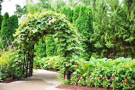 arbor, trellis, ivy, entrance, garden, green, nature