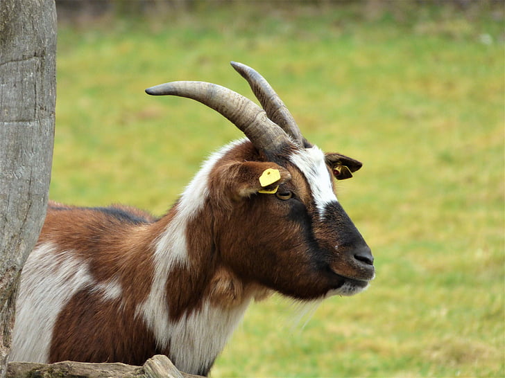 goat, horns, bock, billy goat, mammals, animal, farm