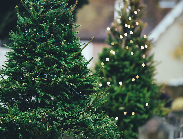 borovice, stromy, mělká, zaměření, Fotografie, shot, Vánoční