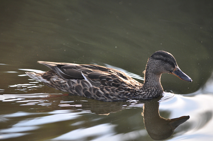 duck, water, pond, bird, swim, water bird