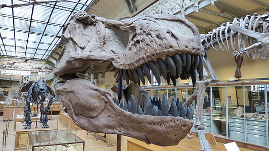 museet, skelettet, dinosaurie, dinosaurieskelett, underprissättning dinosaurierna