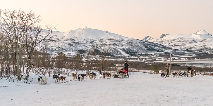 шейна с кучешки впряг, Хиркенес, Норвегия, планини, пейзаж, сняг, природата