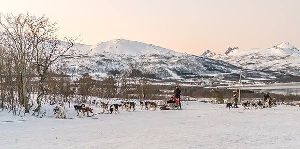 cão de trenó, Kirkenes, Noruega, montanhas, paisagem, neve, natureza