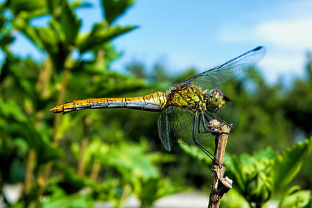 Dragonfly, putukate, tiib, olend, loodus, putukate lend, üks loom