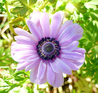 flower, purple, pink, spring, garden, nature, petals