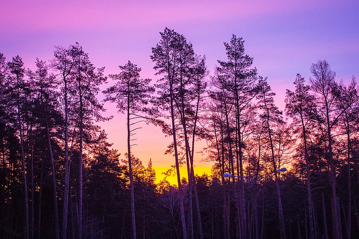 รุ่งอรุณ, ป่า, ป่าฤดูหนาว, ตอนเช้า, ธรรมชาติ, ดวงอาทิตย์, ต้นไม้