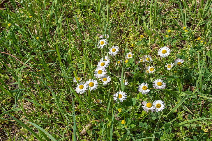Daisy, græs, hvid, grøn, gul, forår, Bloom