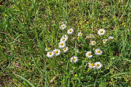 Daisy, gräs, vit, grön, gul, våren, Bloom