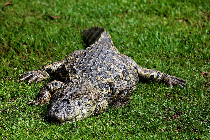 sleeping alligator, alligator açu, reptile, wild animal, sunbathing