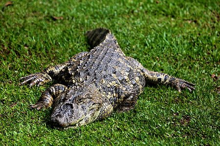 alligator de couchage, Alligator açu, reptile, animal sauvage, bain de soleil