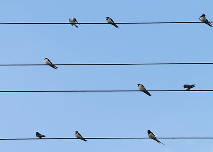 flock, uppflugen, elektricitet, linjen, blå, Sky, djur