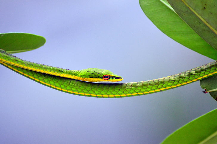 Grün, stetige, Schlange, ein Tier, tierische wildlife, Reptil, Tiere in freier Wildbahn