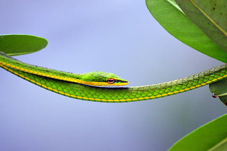 verde, constante, cobra, um animal, vida selvagem animal, réptil, animais na selva
